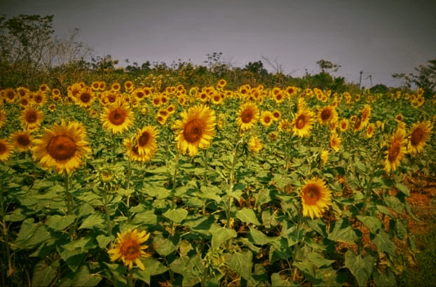 Bharat Coking Coal Ltd Converted Gokul Park