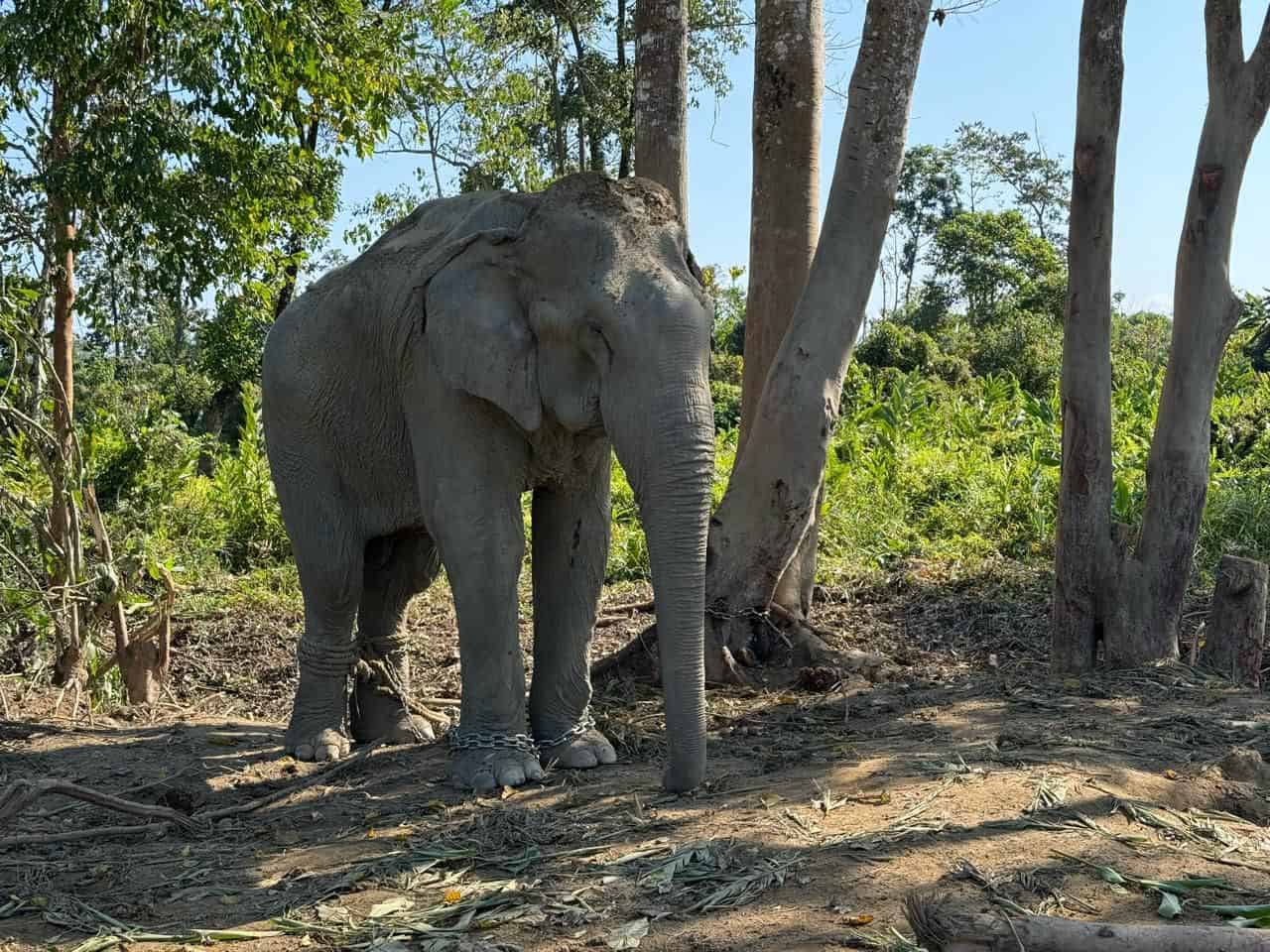 Vantara to Offer Chain-Free Haven for 20 Elephants Rescued from Exploitative Logging Industry