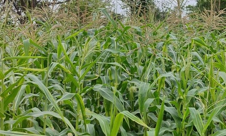 Bharat Coking Coal Ltd cultivates maize on ob dumps