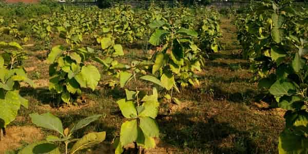 CIL set up new water treatment plant at Mugma