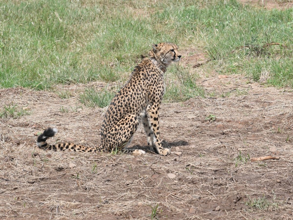 Cheetahs back to India: PM releases wild Cheetahs in Kuno National Park