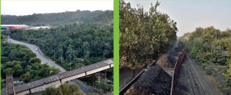 CIL plants 97.65 million trees since inception