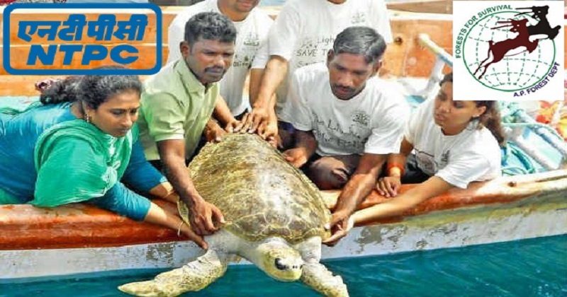 Protecting Olive Ridley Turtles